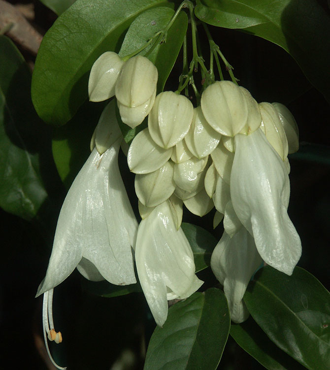 Détail de l’inflorescence d’Oxera pulchella subsp. grandiflora